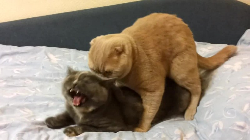 Кошки занимаются