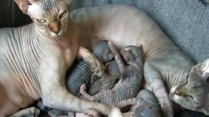 Кошечка поза для любви