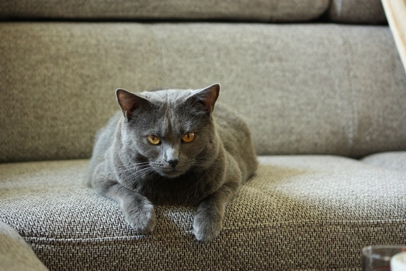 Скоттиш шартрез