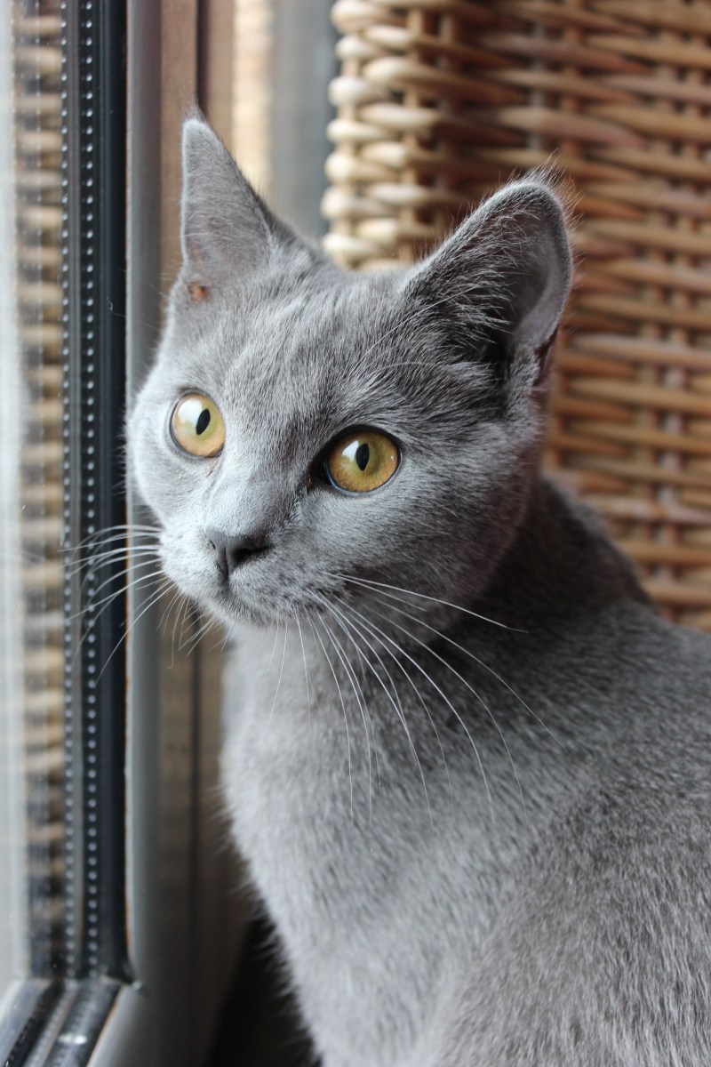 Русская голубая кошка короткошерстная серая