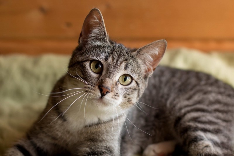 Британская кошка короткошерстная серая