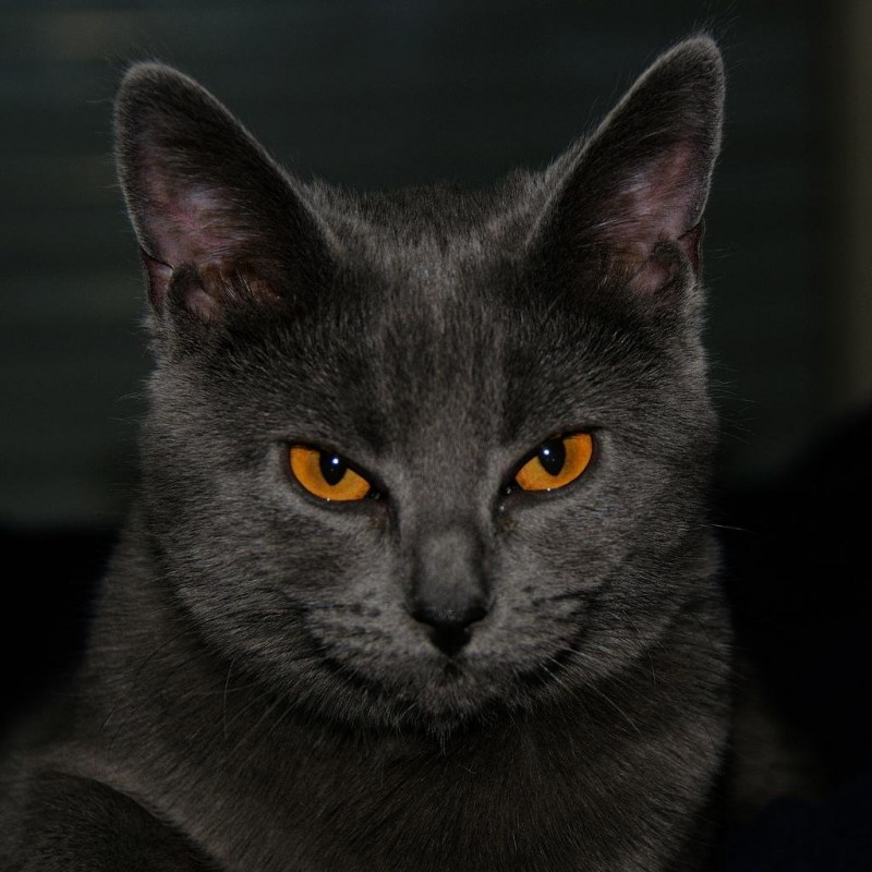 Кот британец серый