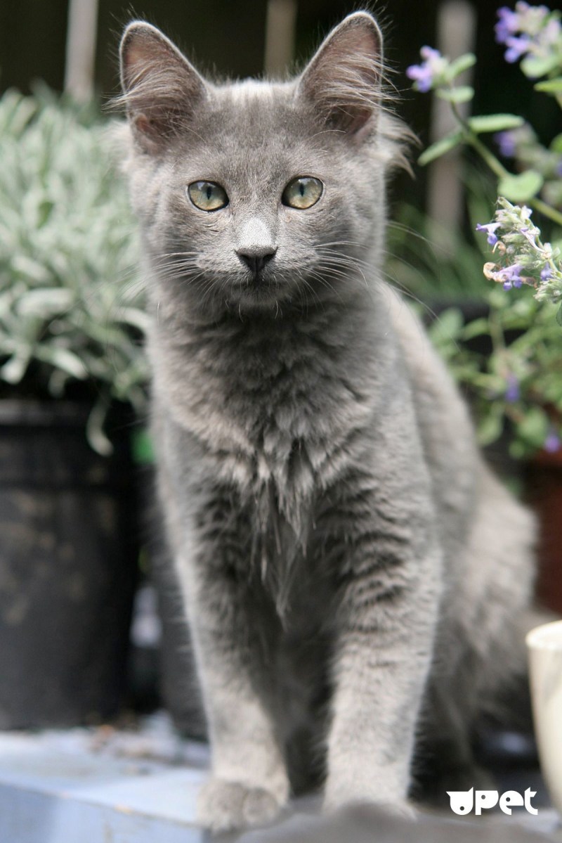 Коричневая полосатая кошка