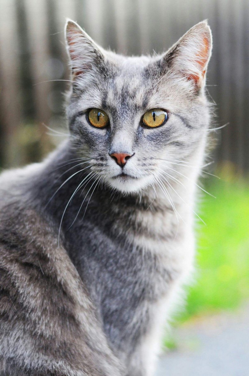 Сибирский Нибелунг котенок