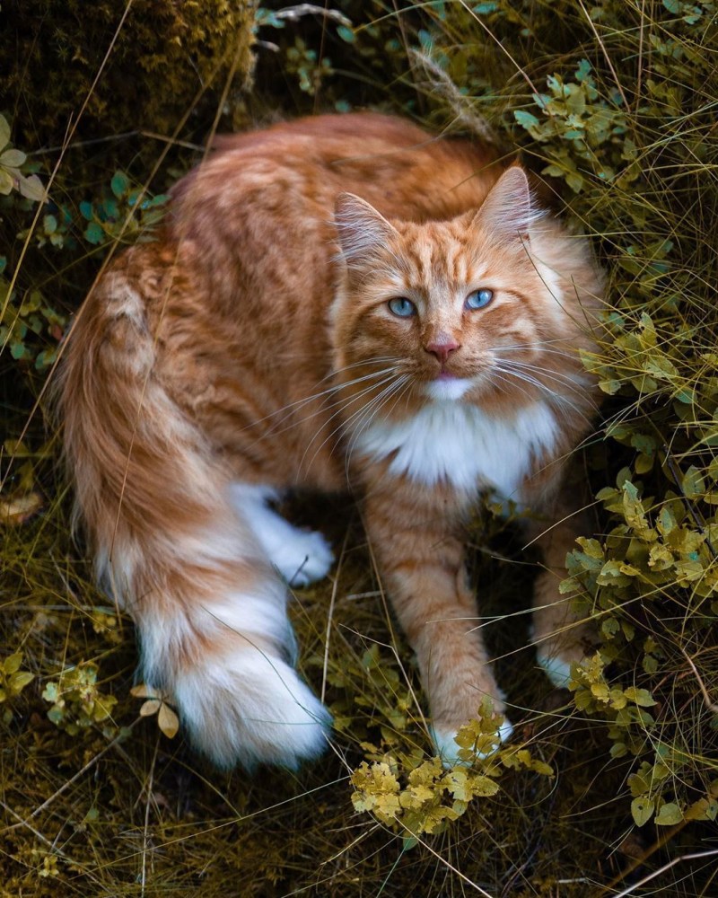 Норвежская длинношерстная Лесная кошка рыжая
