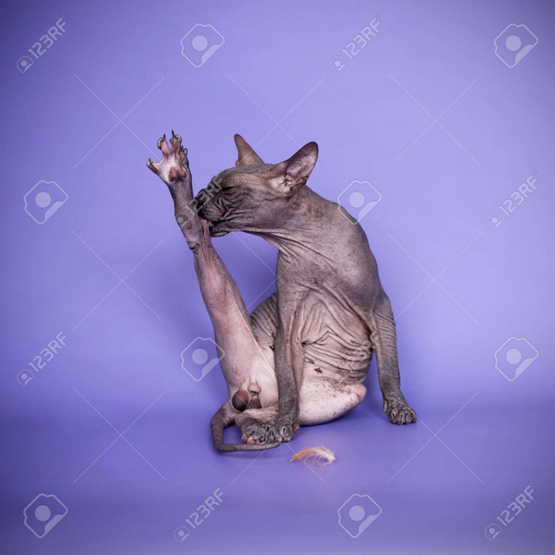 Кот в позе сфинкса