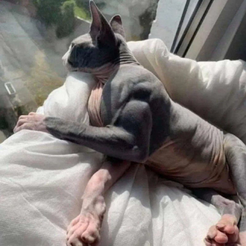 Накаченные лысые коты