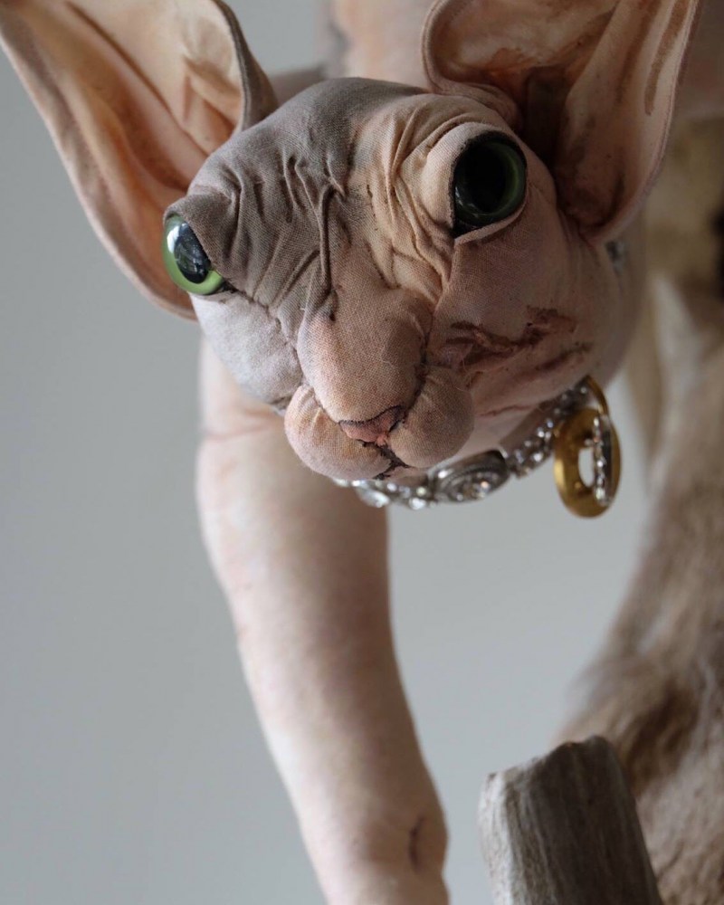 Сфинкс кошка Эстетика
