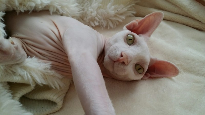 Заведи кота