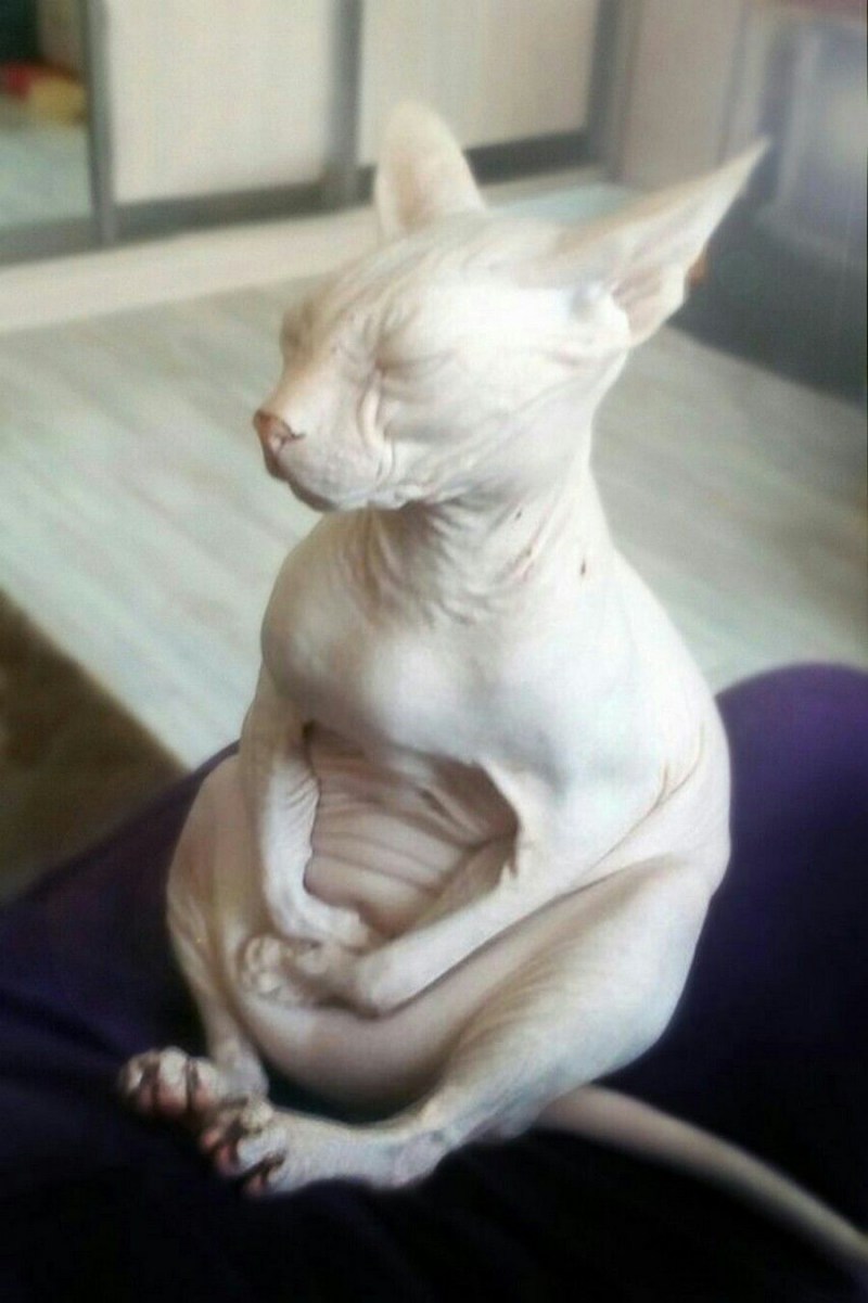 Котик Ждун