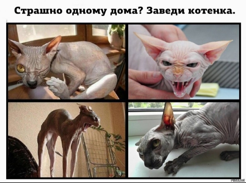 Кот на подлокотнике