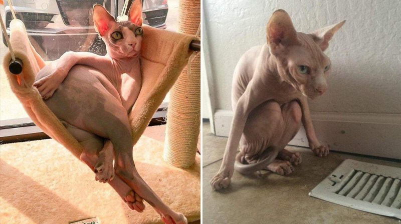 Кот Локи лысый