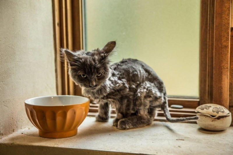 Тощий котенок