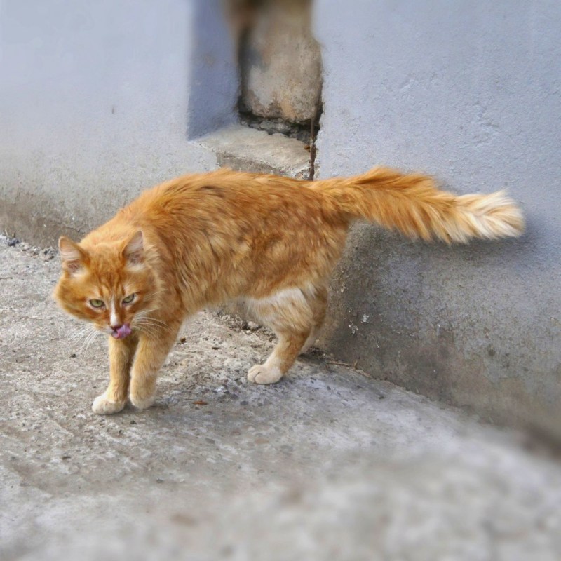 Смешной худой кот