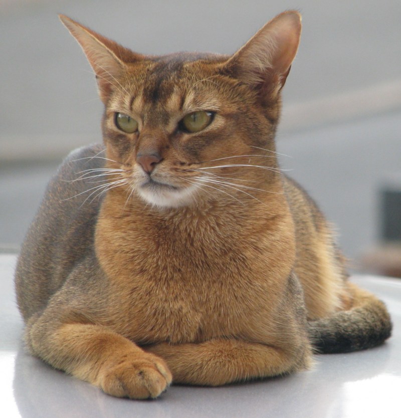 Абиссинская кошка котёнок