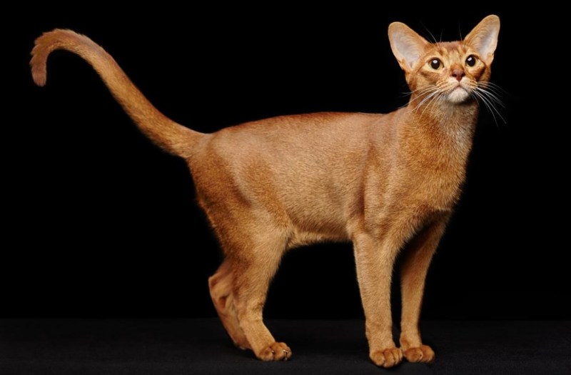Абиссинская кошка