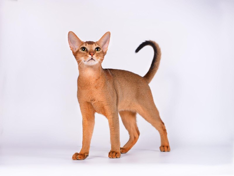 Абиссинский кот