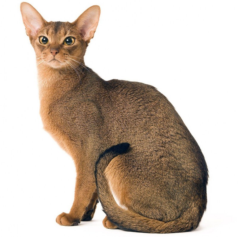 Породы кошек Абиссинская кошка