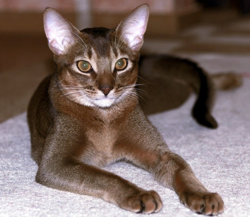 Абиссинская кошка