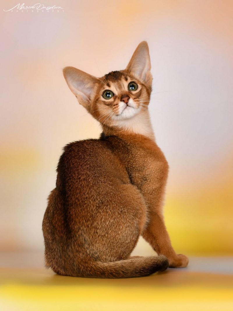 Абиссинская кошка гипоаллергенный