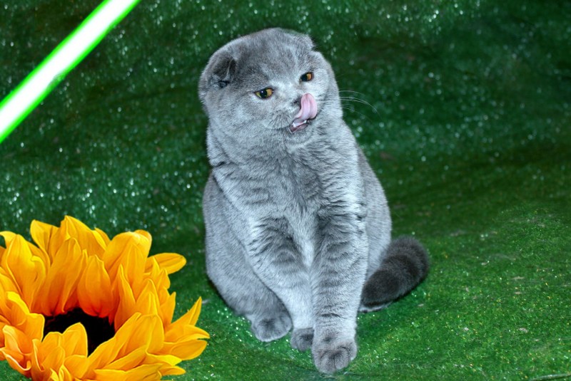 Скоттиш-фолд Шотландская вислоухая