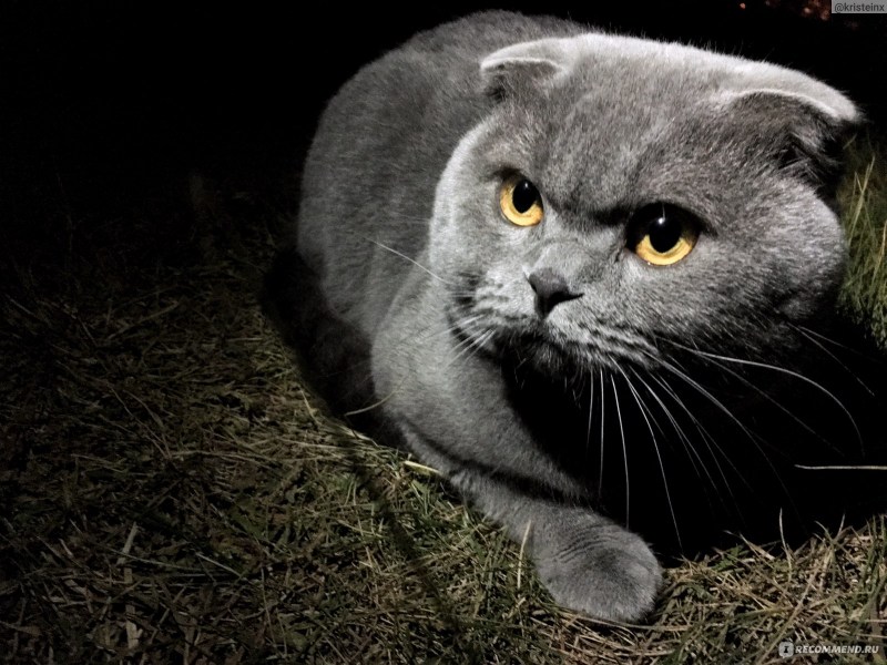 Шотландская вислоухая кошка