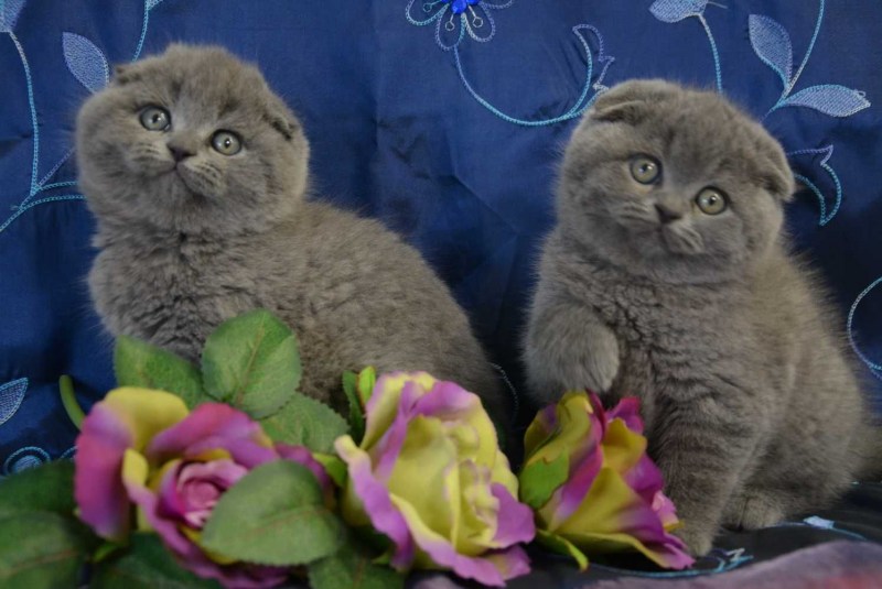 Шотландский вислоухий кот серый