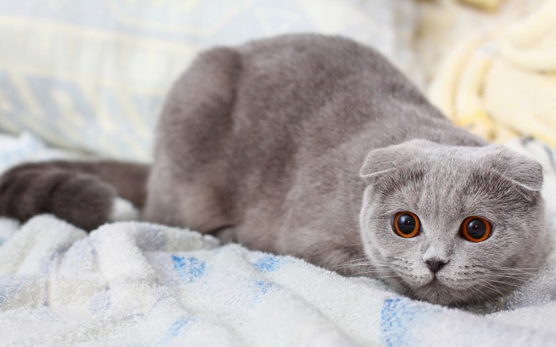 Скоттиш-фолд Шотландская