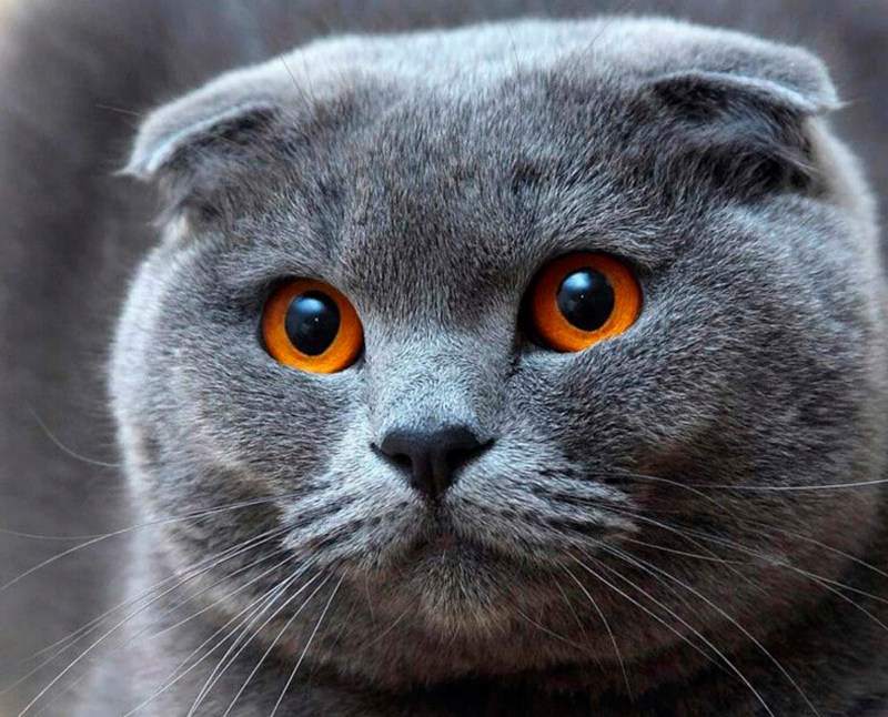 Шотландская вислоухая кошка