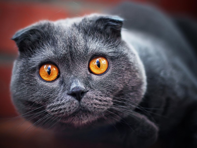 Шотландские вислоухие коты