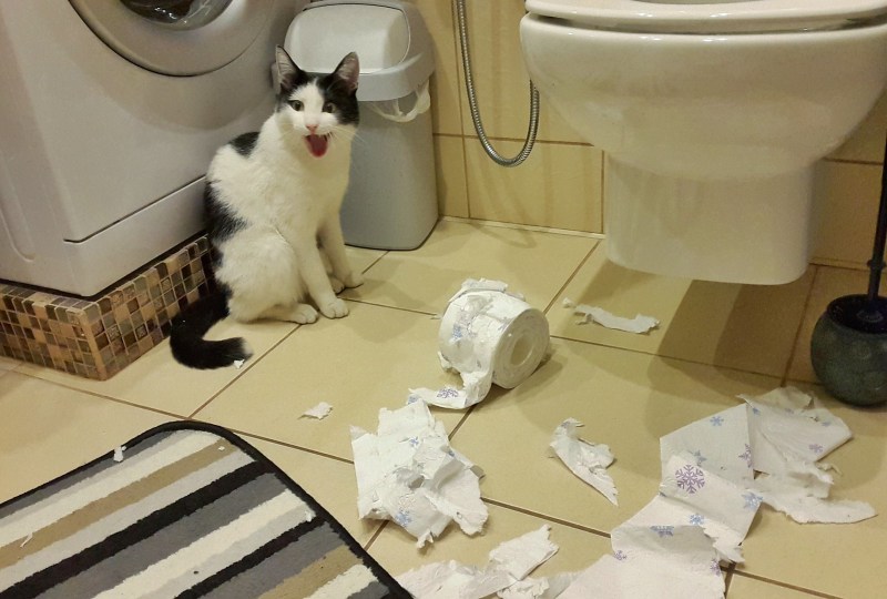 Кошка наказана