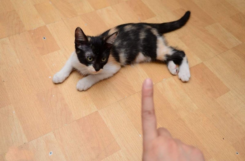 Котенок наказан