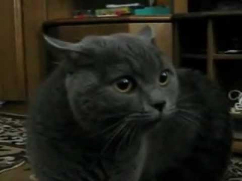 Котик матерится
