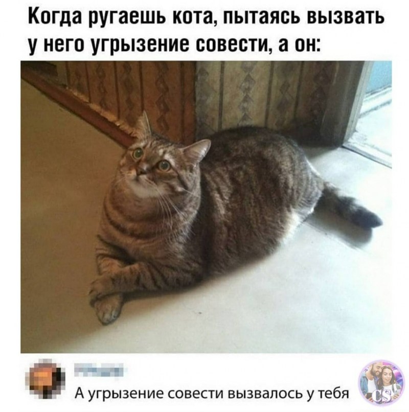 Коты они такие