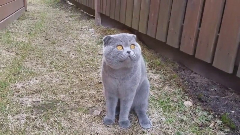 Матюкающийся кот