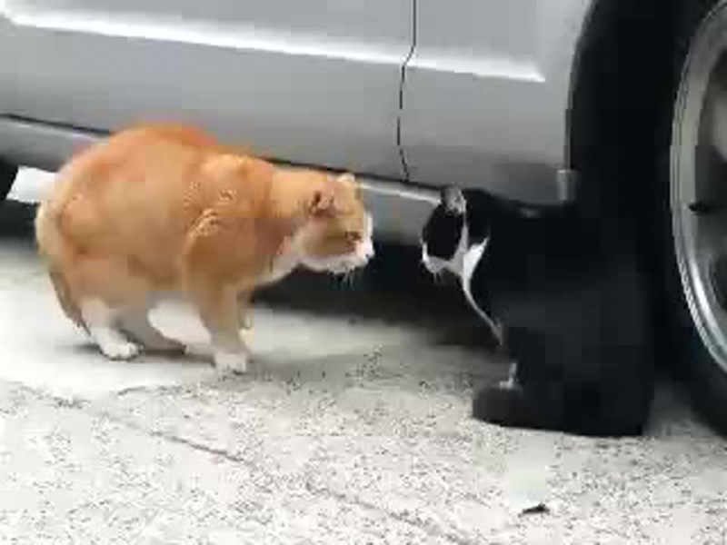 Кошка ругает кота