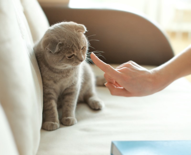 Котенок наказан