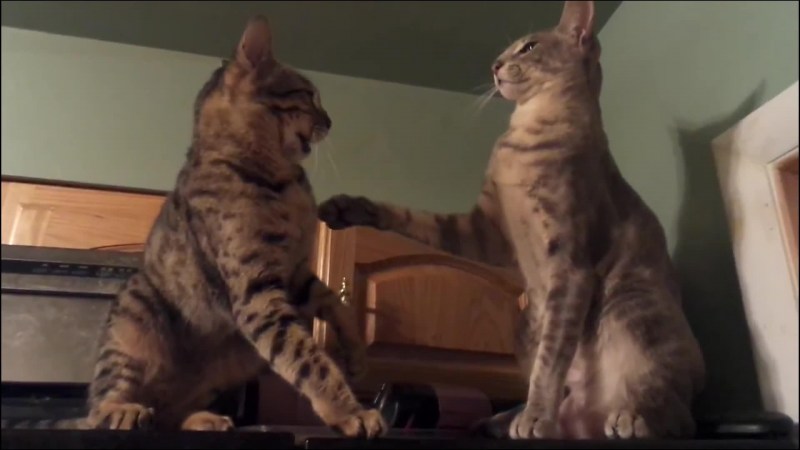 Коты дерутся анимация