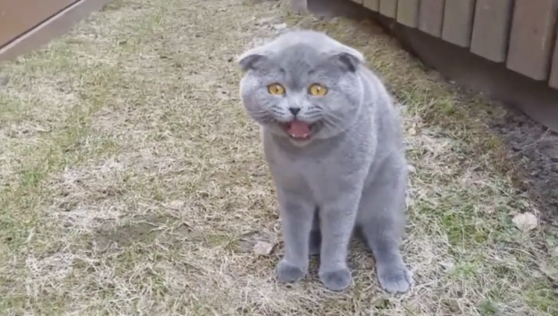 Кот ругается стоя