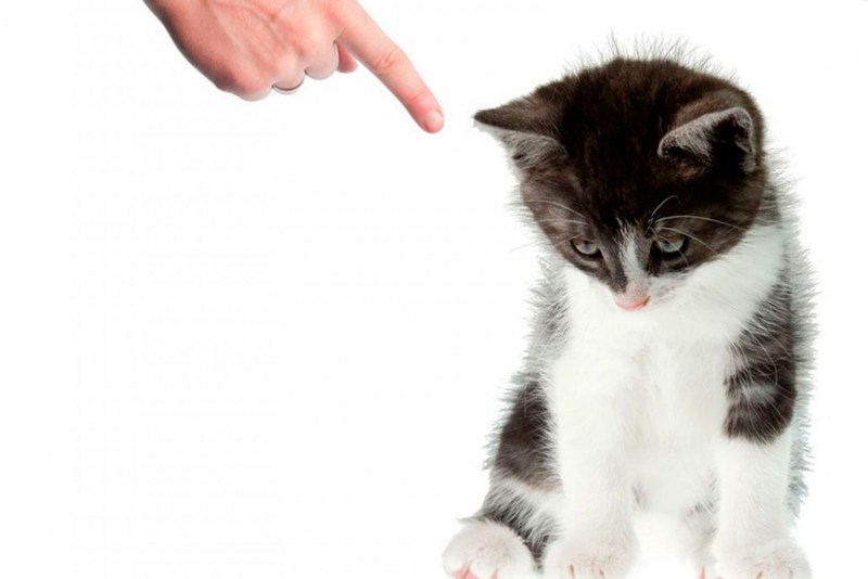 Наказание котенка