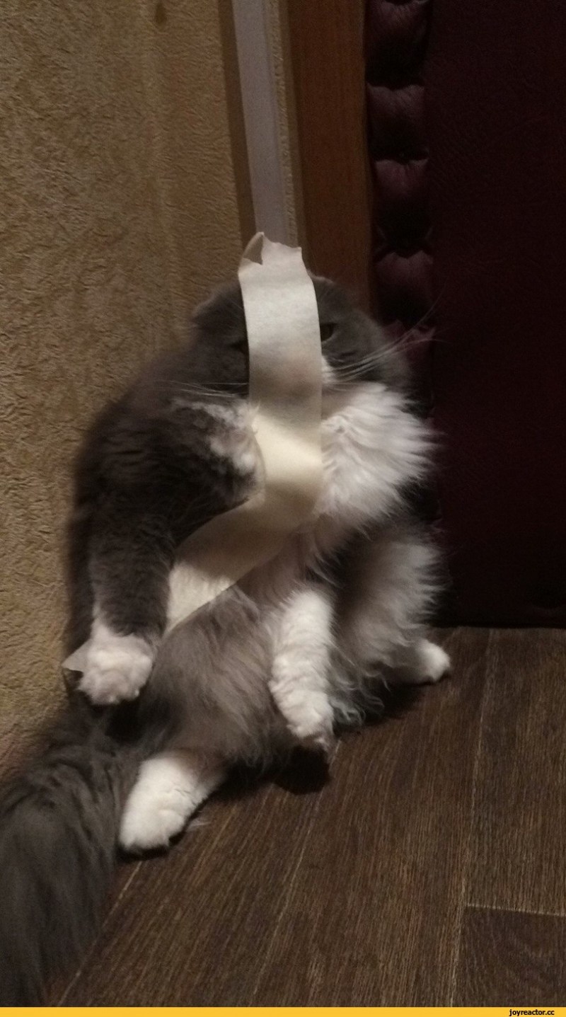 Котик наказан в углу