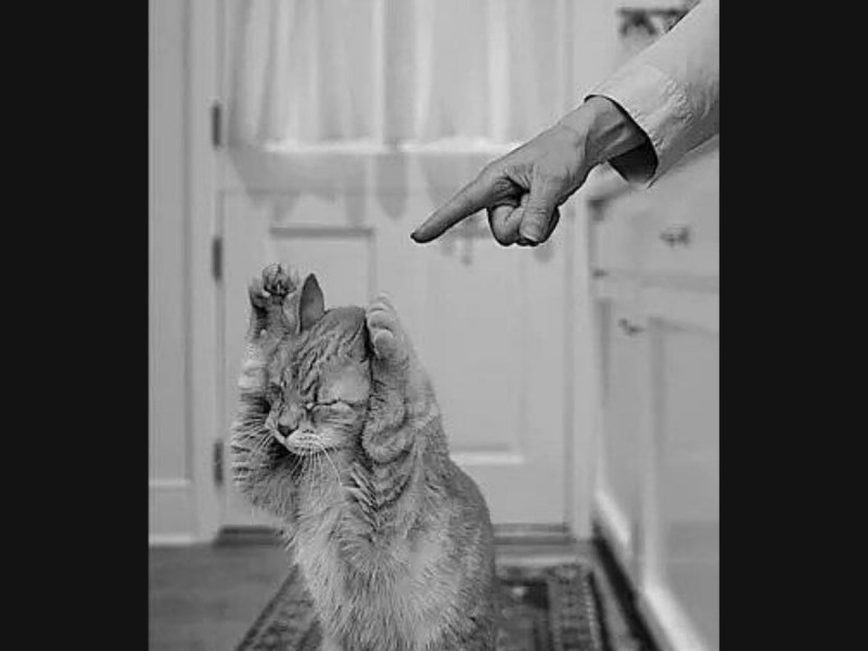 Кота ругают