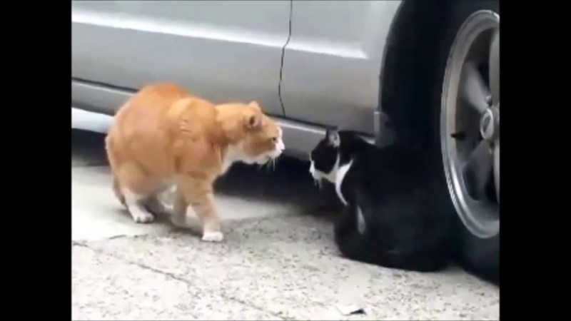 Кот и кошка ругаются