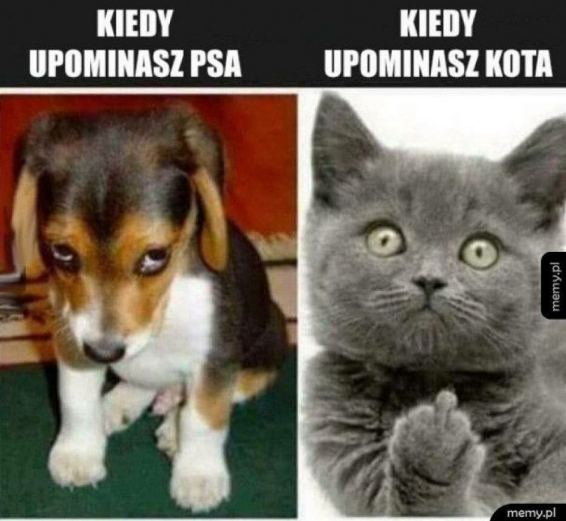 Кот собака Мем