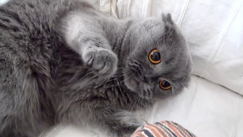 Котенка ругают
