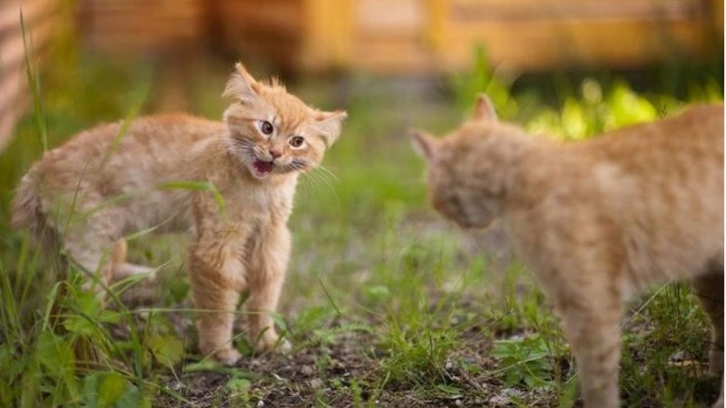 Кот конкурент