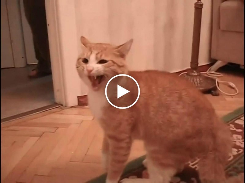 Кот отчитывает