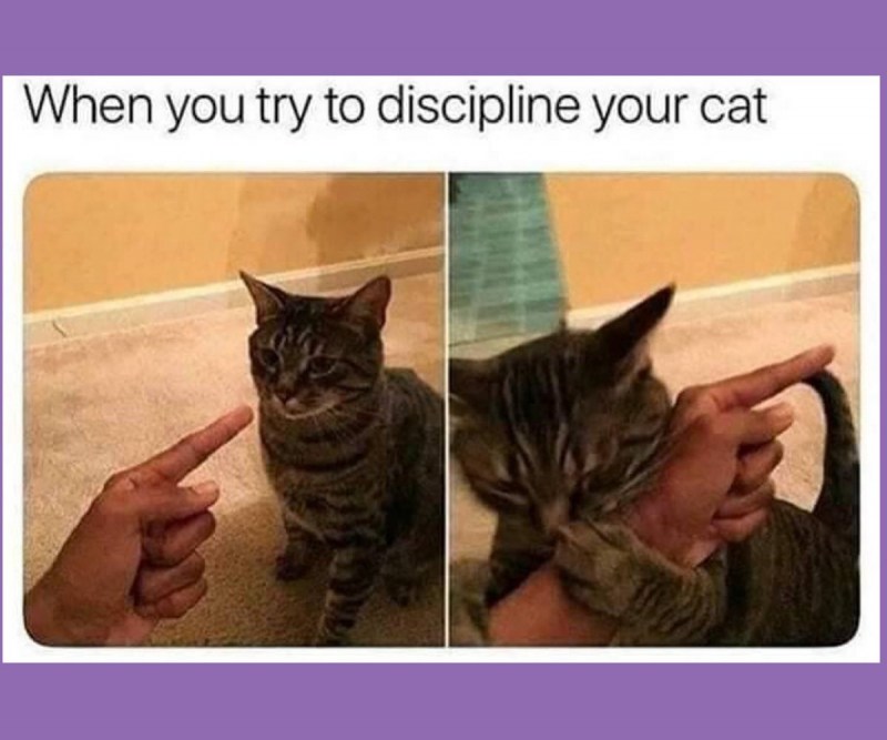 Кот наказан