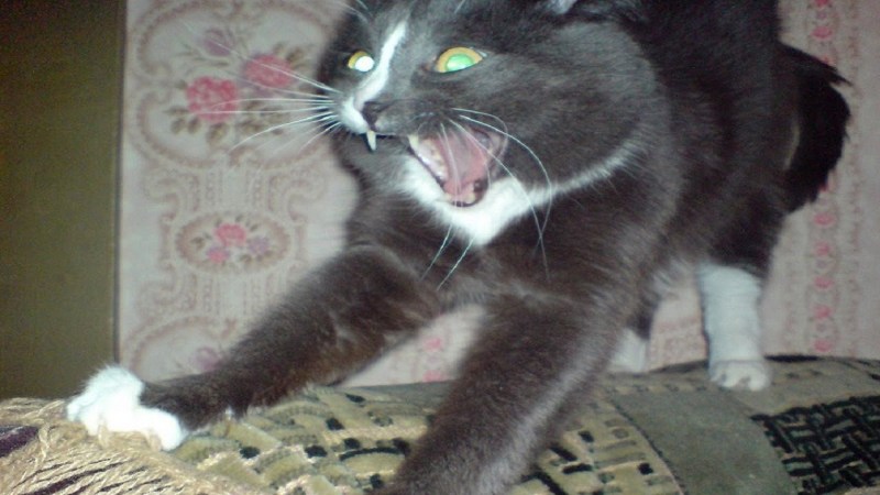 Кот ругается
