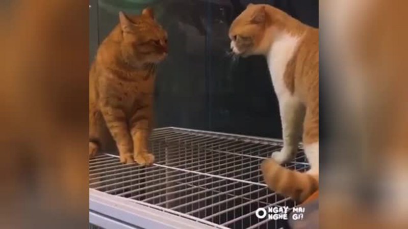 Кошки ругаются умора